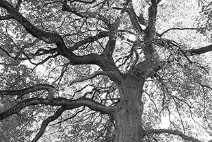 Eiche (Quercus), schwarz-weiss