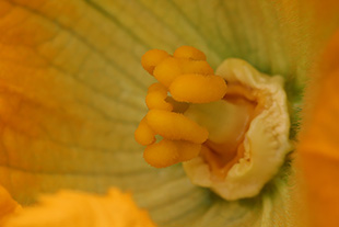Patissonblüte (Cucurbita pepo custard white)