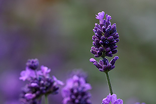 Lavendel Lavendula angustifolia)