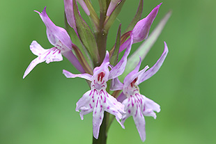 Fuchs' Knabenkraut  (Dactylorhiza fuchsii)
