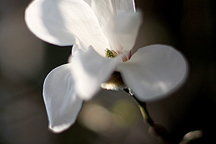 Magnolienblüte (Magnolia stellata)