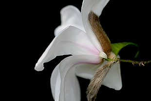 Magnolienblüte (Magnolia stellata)