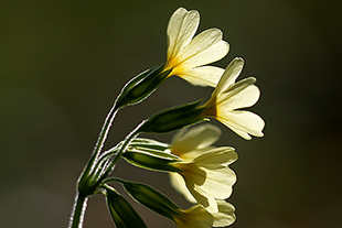 Schlüsselblume (Primula elatior)