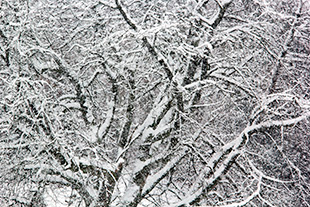 Baumausschnitt im Schneefall