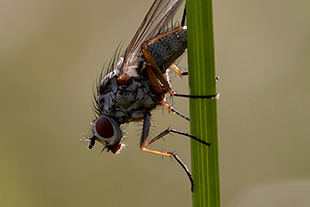 Fliege (Brachycera)