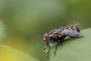 Fliege (Brachycera)