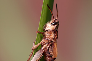 Kurzfühlerschrecke (Caelifera)