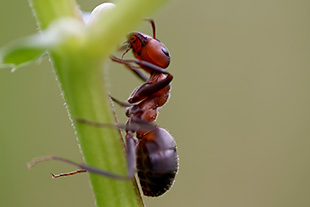 Rote Waldameise (Formica rufa)