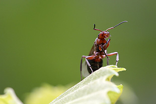 Rote Waldameise (Formica rufa)
