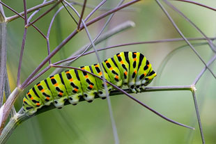 Schwalbenschwanz-Raupe (Papilio machaon)