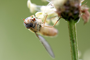 Schwebefliege (Syrphidae)