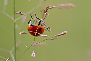Siebenpunkt Marienkäfer (Coccinella septempunctata)