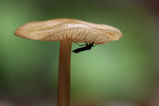 Insekt unter Pilzschirm