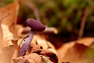 Violette Lacktrichterling (Laccaria-amethystea)