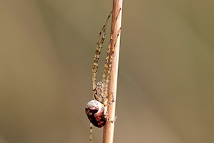 Dickkieferspinne (Tetragnathidae) aus der Gattung Metellina