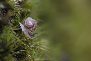 Gemeine Haarschnecke (Trochulus hispidus)