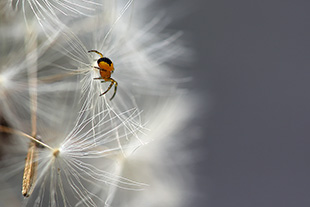 Junge Radnetzspinne (Araneidae)