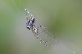 Tetragnathidae aus der Gattung Metellina